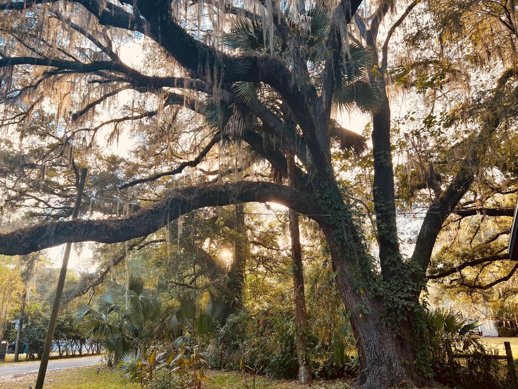 Micanopy Country Welcome מראה חיצוני תמונה